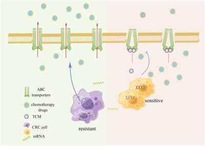 Research progress of traditional Chinese medicine as sensitizer in reversing chemoresistance of colorectal cancer